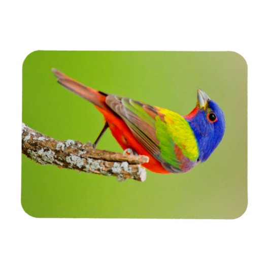Painted Bunting Magnet (Horizontal)
