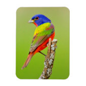 Painted Bunting Magnet (Vertikal)