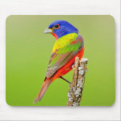 Painted Bunting Mousepad (Vorne)