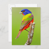 Painted Bunting Postkarte (Vorne/Hinten)