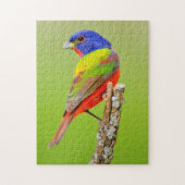 Painted Bunting Puzzle (Vertikal)