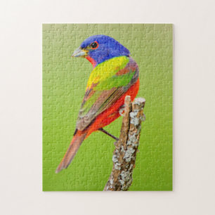 Painted Bunting Puzzle