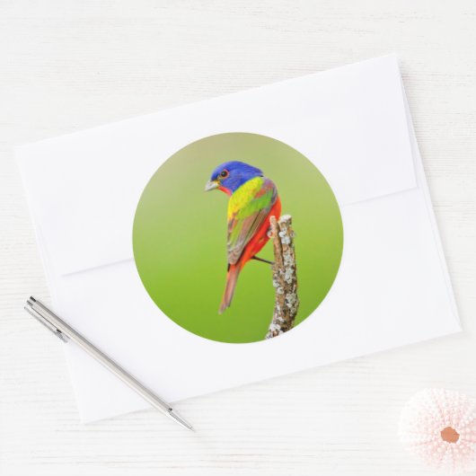 Painted Bunting Runder Aufkleber (Umschlag)