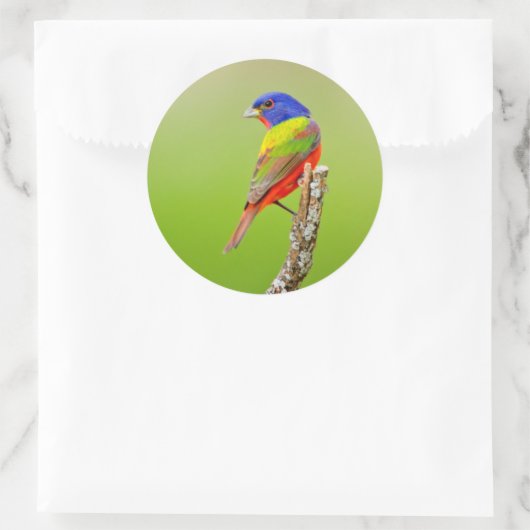 Painted Bunting Runder Aufkleber (Tasche)