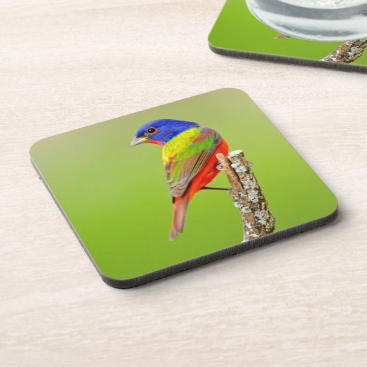 Painted Bunting Untersetzer (Linke Seite)