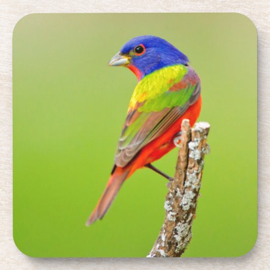 Painted Bunting Untersetzer (Vorderseite)