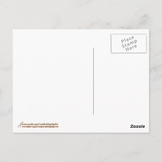 Painted Cavalier King Charles Spaniel Postkarte (Rückseite)