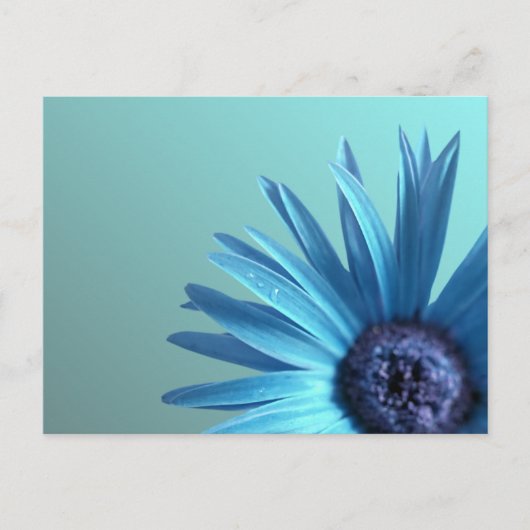 Painted Daisy Postkarte (Vorderseite)