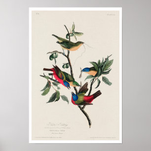 Painted Finch by Audubon Poster