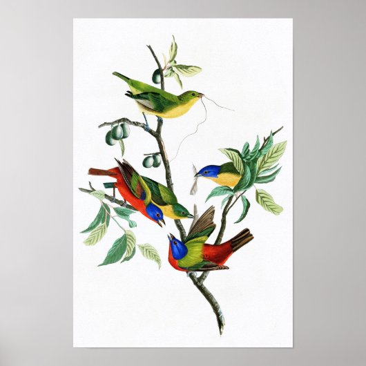 Painted Finch John James Audubon Birds of America Poster (Vorne)