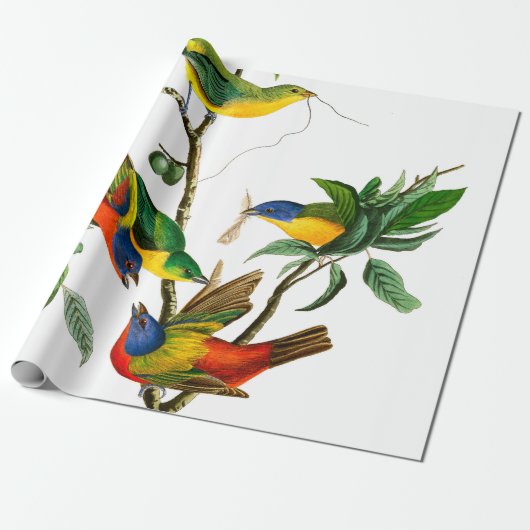 Painted Finch von John James Audubon Geschenkpapier (Ungerollt)