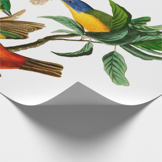 Painted Finch von John James Audubon Geschenkpapier (Ecke)