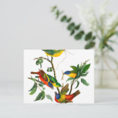 Painted Finch von John James Audubon Postkarte (Stehend Vorderseite)