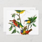 Painted Finch von John James Audubon Postkarte (Vorne/Hinten)