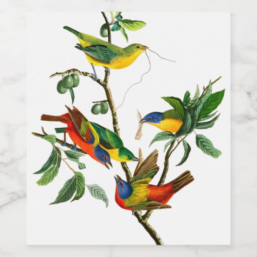 Painted Finch von John James Audubon Weinetikett (Einzelnes Label)