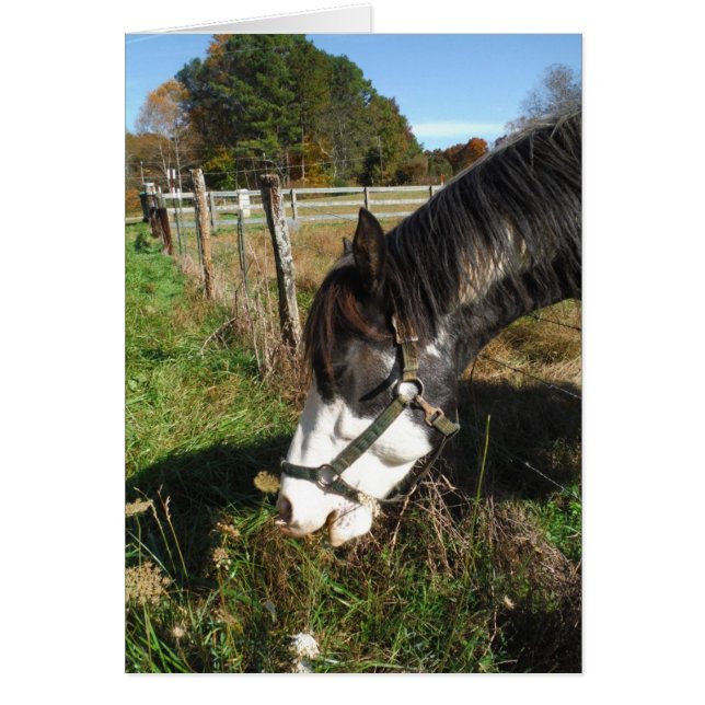 Painted Horse, Eating Queen Ann Lace Blume (Vorne)