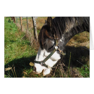Painted Horse, Eating Queen Ann Lace Blume