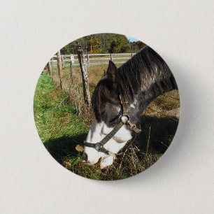 Painted Horse, Eating Queen Ann Lace Blume Button