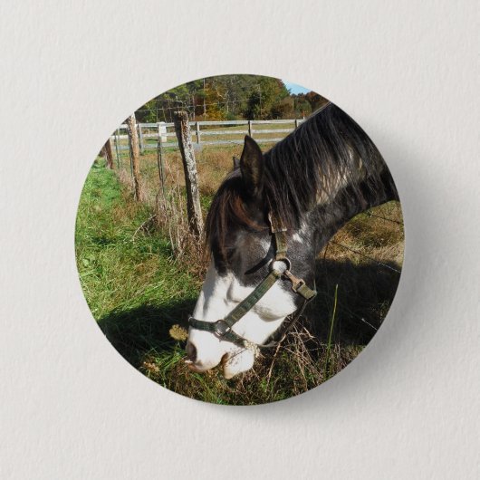 Painted Horse, Eating Queen Ann Lace Blume Button (Vorderseite)