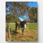 Painted Horse, Fotoplatte (Vorderseite)