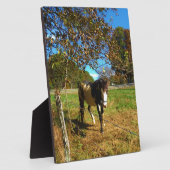 Painted Horse, Fotoplatte (Seite)