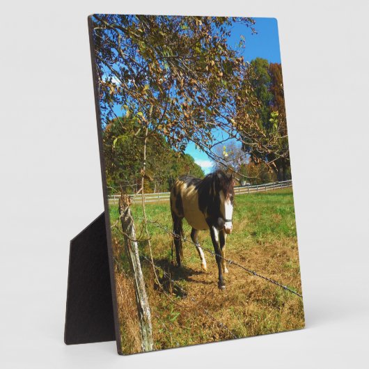 Painted Horse, Fotoplatte (Seite)