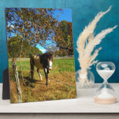 Painted Horse, Fotoplatte (Seite)