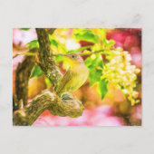 Painted House Wren Bird Postcard Postkarte (Vorderseite)