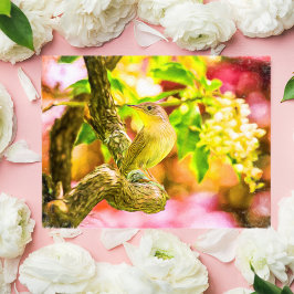 Painted House Wren Bird Postcard Postkarte