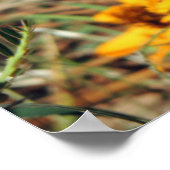 Painted Lady  Butterfly on Zinnia Print Poster (Ecke)