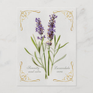 Painted Lavandula Vera Serenity and Calm Postkarte