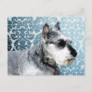Painted Miniature Schnauzer Postkarte