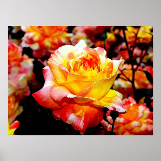 Painted Rose Poster (Vorne)