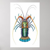 Painted Spiny Hummer Poster (Vorne)