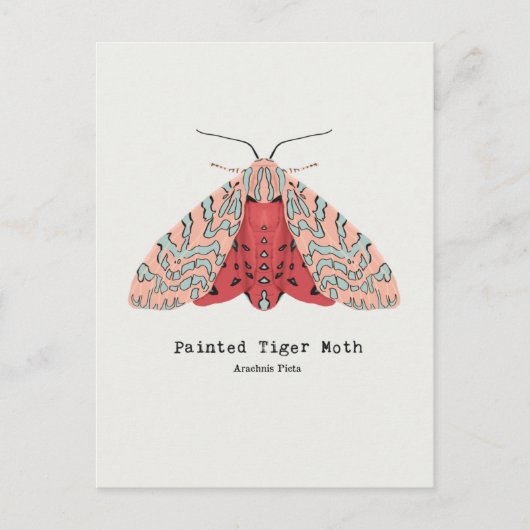Painted Tiger Moth Postkarte (Vorderseite)