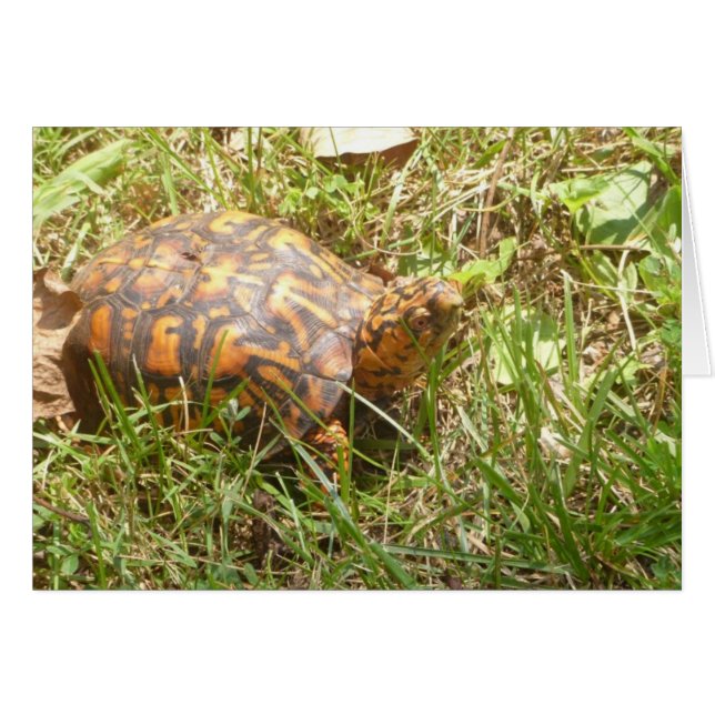 Painted Turtle (Vorderseite (Horizontal))