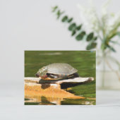 Painted Turtle Postcard Postkarte (Stehend Vorderseite)