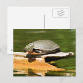 Painted Turtle Postcard Postkarte (Vorne/Hinten)