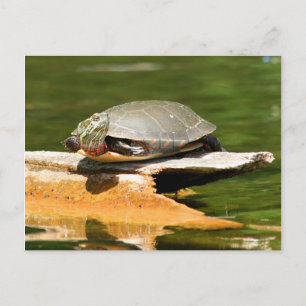 Painted Turtle Postcard Postkarte