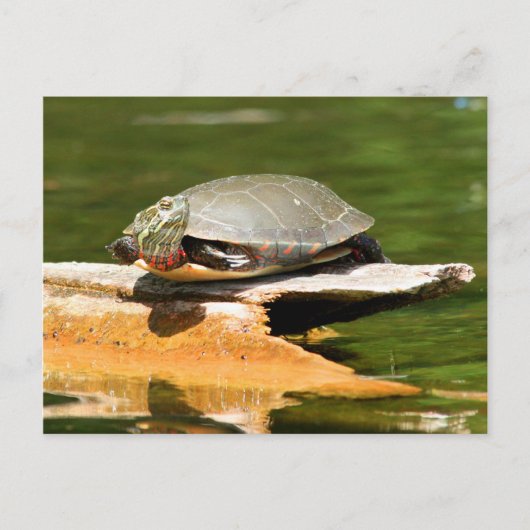 Painted Turtle Postcard Postkarte (Vorderseite)