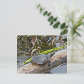Painted Turtle Postcard Postkarte (Stehend Vorderseite)