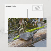 Painted Turtle Postcard Postkarte (Vorne/Hinten)