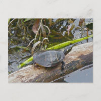 Painted Turtle Postcard