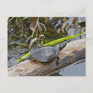Painted Turtle Postcard Postkarte
