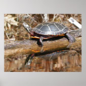 Painted Turtle Poster (Vorne)