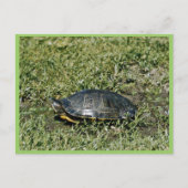Painted Turtle Postkarte (Vorderseite)