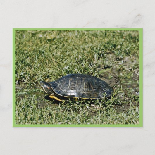 Painted Turtle Postkarte (Vorderseite)