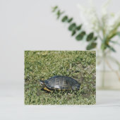 Painted Turtle Postkarte (Stehend Vorderseite)