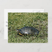 Painted Turtle Postkarte (Vorne/Hinten)