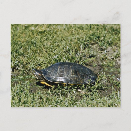 Painted Turtle Postkarte (Vorderseite)